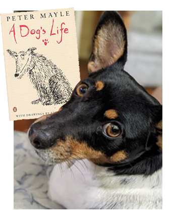 Lucy recommends A Dog's Life by Peter Mayle