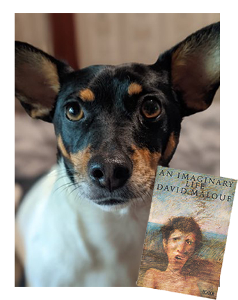 Lucy recommends An Imaginary Life by David Malouf