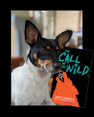 Lucy recommends The Call of the Wild by Jack London