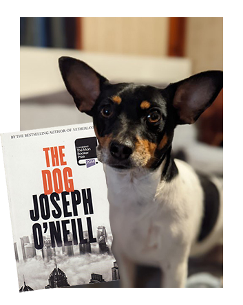 Lucy recommends The Dog by Joseph O'Neill