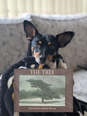 Lucy recommends The Tree by John Fowles