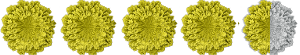 4.5 Lichens