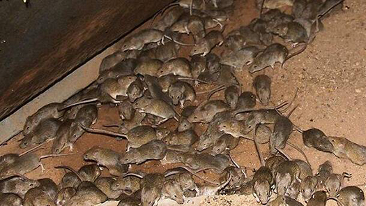 Mouse Plague