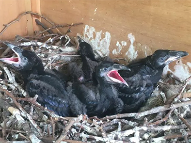 Baby Ravens